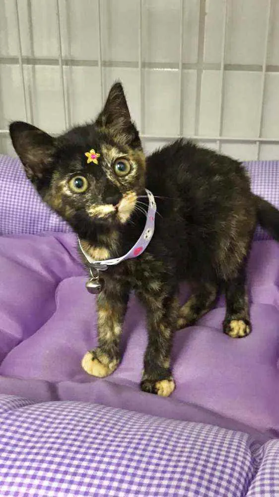 Gato raça SRD  idade 2 a 6 meses nome Pandora 