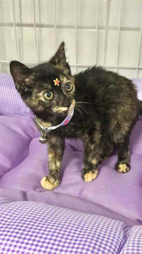 Gato raça SRD  idade 2 a 6 meses nome Pandora 