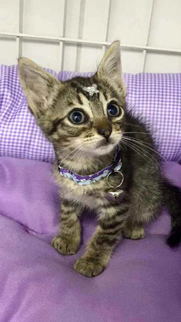 Gato raça SRD  idade 2 a 6 meses nome Muriel 