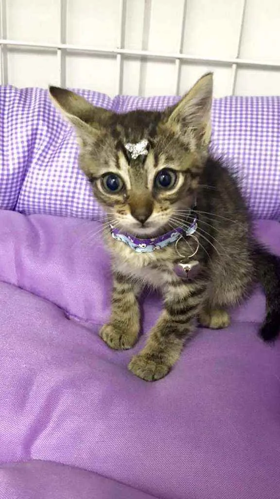 Gato raça SRD  idade 2 a 6 meses nome Muriel 