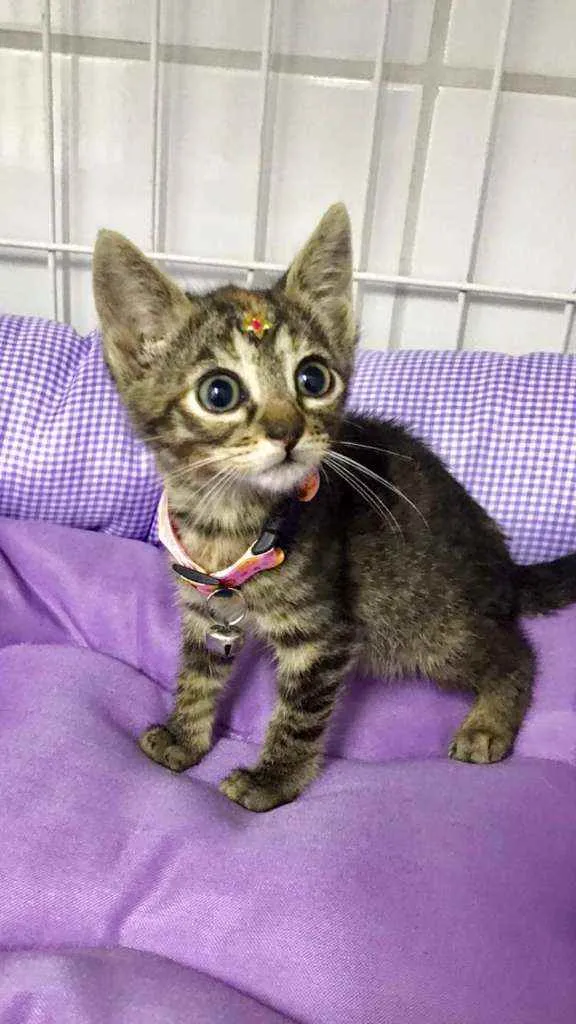 Gato raça SRD  idade 2 a 6 meses nome Rubi