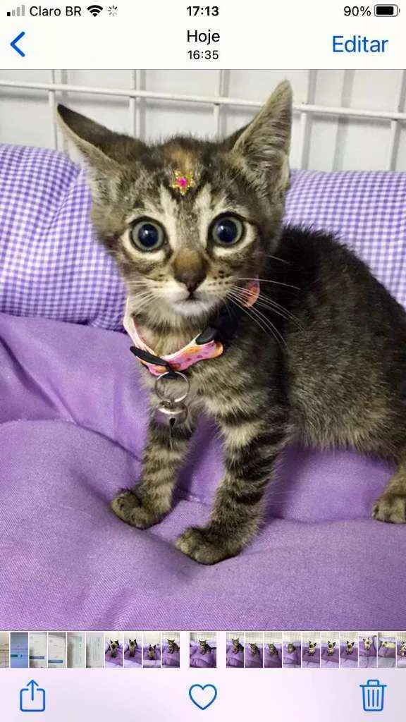 Gato raça SRD  idade 2 a 6 meses nome Rubi