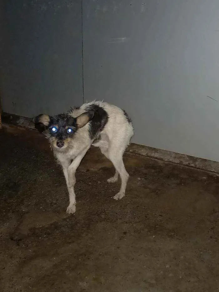 Cachorro ra a SRD idade 1 ano nome Victoria