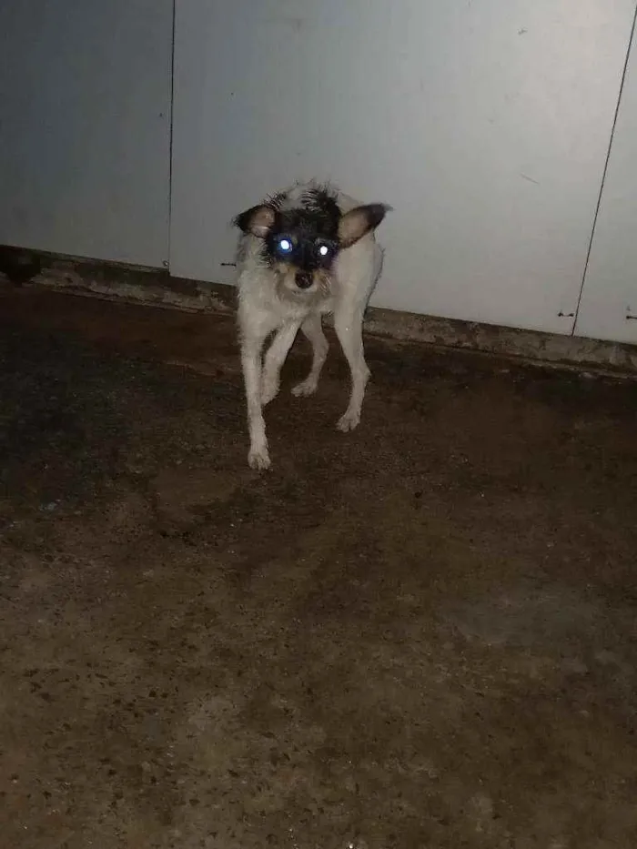 Cachorro ra a SRD idade 1 ano nome Victoria