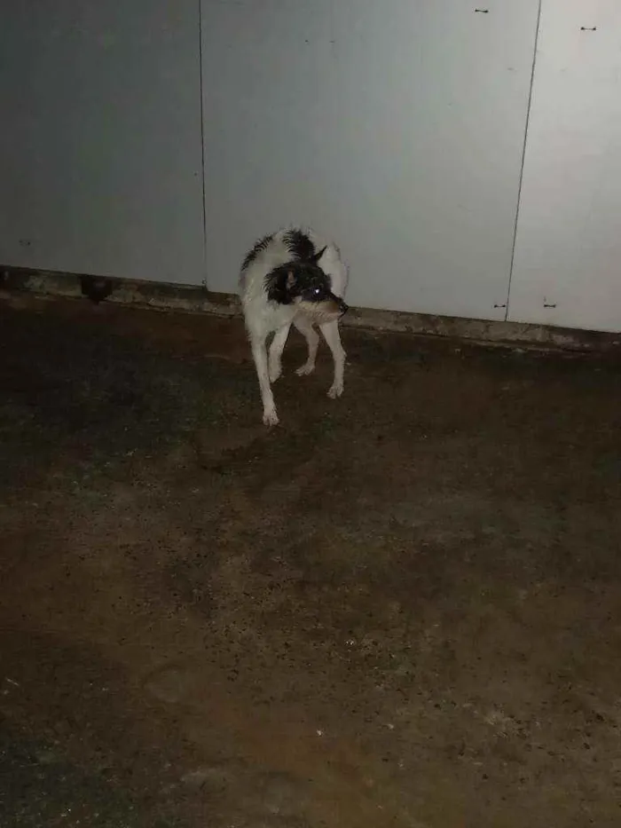Cachorro ra a SRD idade 1 ano nome Victoria