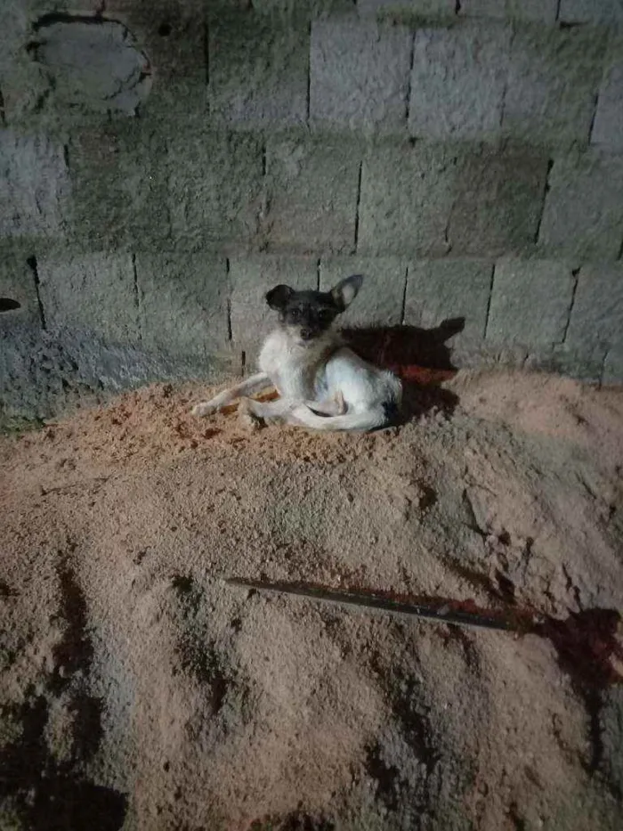 Cachorro ra a SRD idade 1 ano nome Victoria