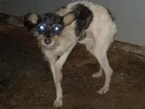 Cachorro raça SRD idade 1 ano nome Victoria