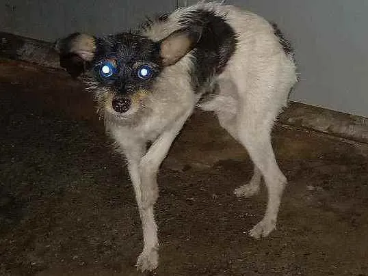 Cachorro ra a SRD idade 1 ano nome Victoria