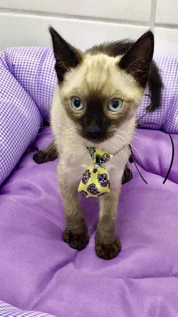 Gato raça SRD  idade 2 a 6 meses nome Fred