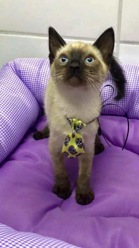 Gato raça SRD  idade 2 a 6 meses nome Fred