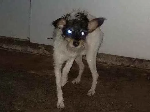 Cachorro ra a SRD idade 1 ano nome Victoria