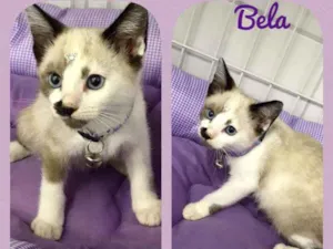 Gato raça SRD  idade 2 a 6 meses nome Bela