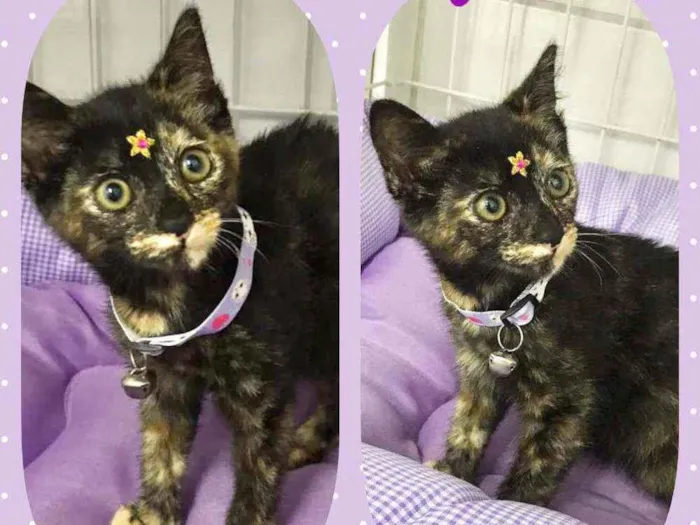 Gato raça SRD  idade 2 a 6 meses nome Pandora 