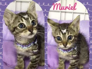 Gato raça SRD  idade 2 a 6 meses nome Muriel 