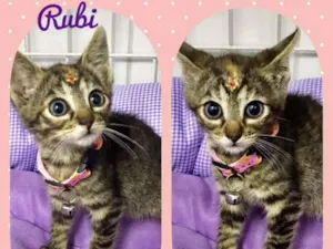 Gato raça SRD  idade 2 a 6 meses nome Rubi