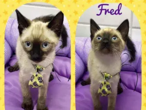 Gato raça SRD  idade 2 a 6 meses nome Fred