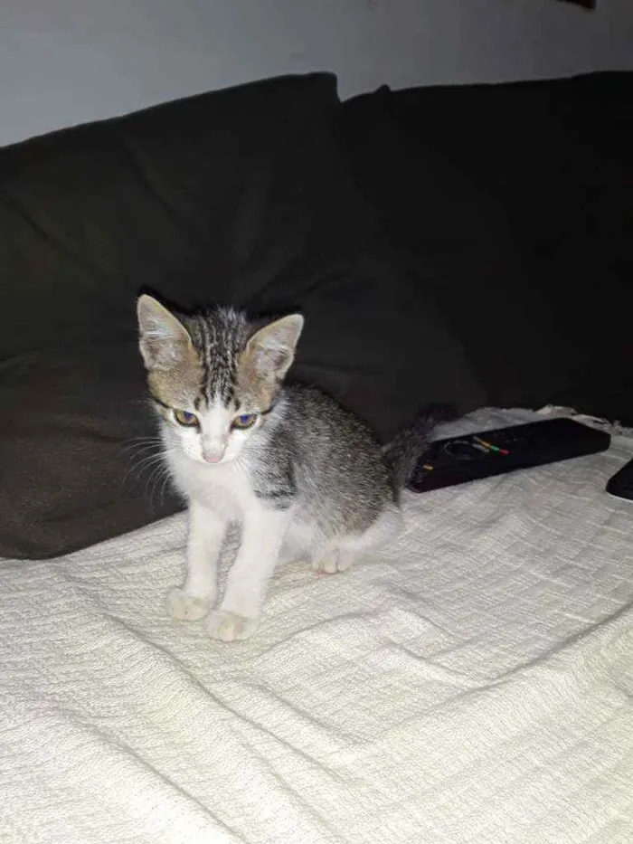 Gato ra a Raça não definida  idade  nome Filhotes