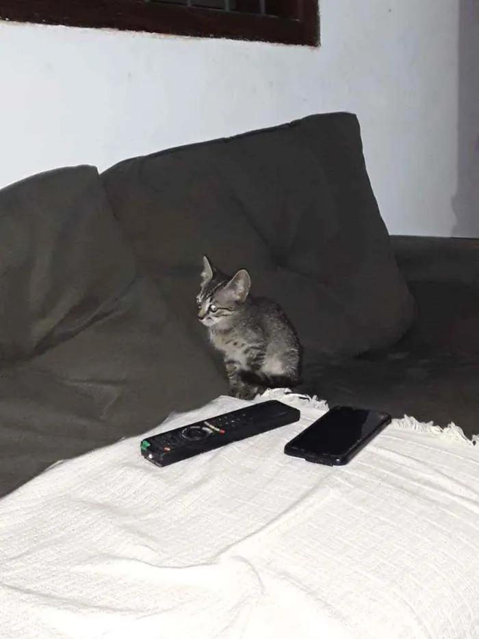 Gato ra a Raça não definida  idade  nome Filhotes