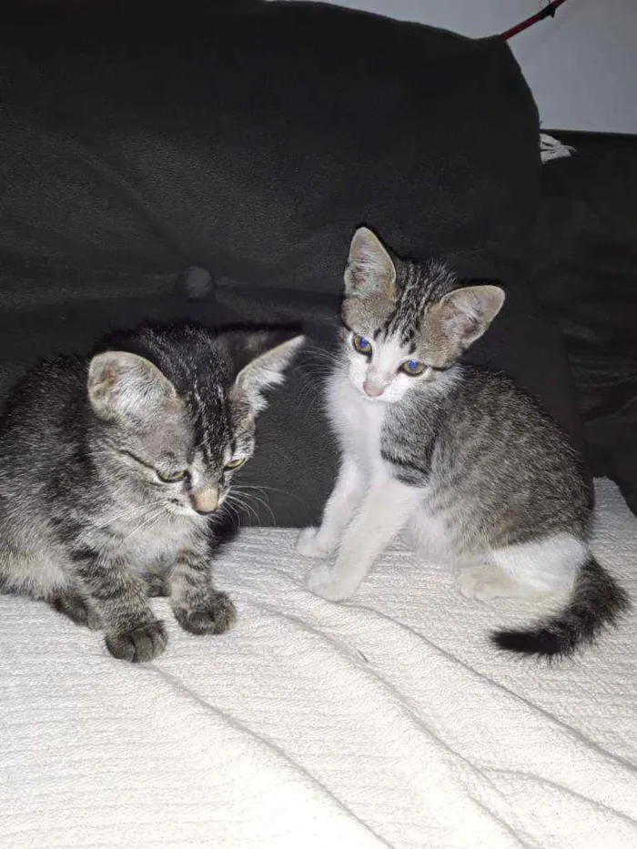 Gato ra a Raça não definida  idade  nome Filhotes