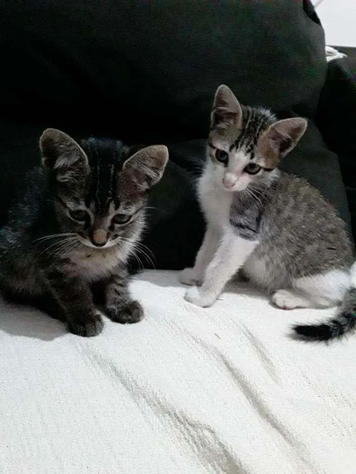Gato ra a Raça não definida  idade  nome Filhotes