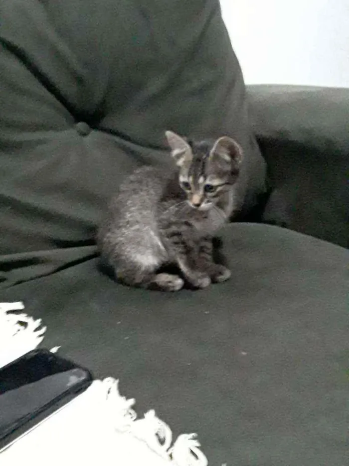 Gato ra a Raça não definida  idade  nome Filhotes