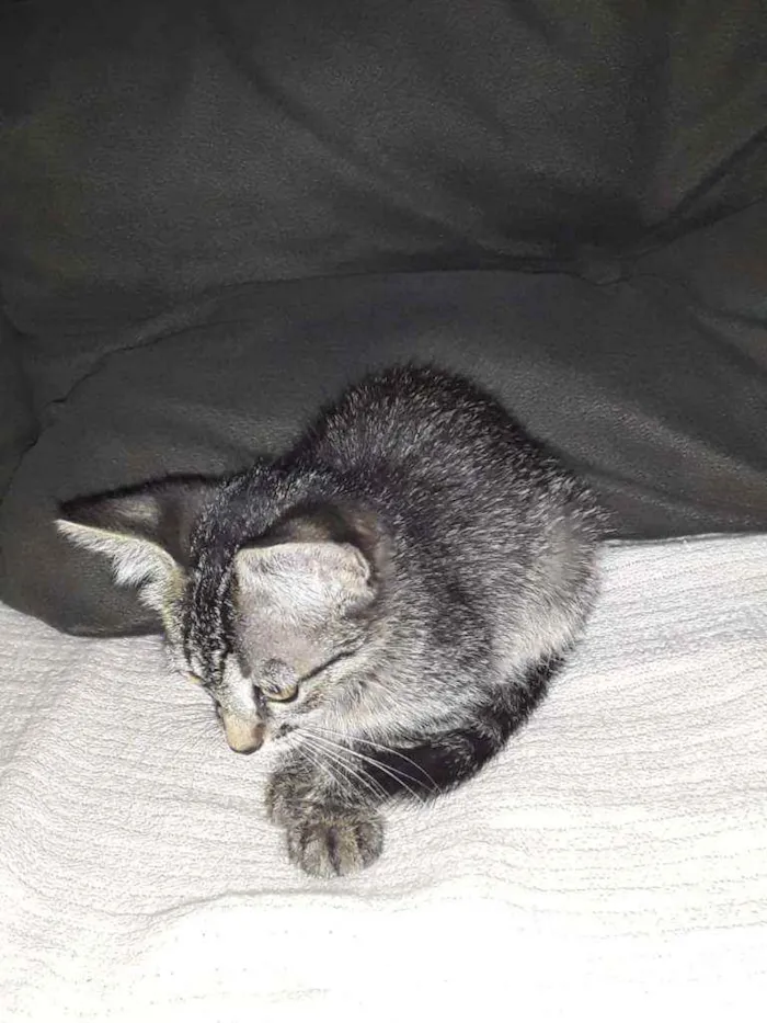 Gato ra a Raça não definida  idade  nome Filhotes