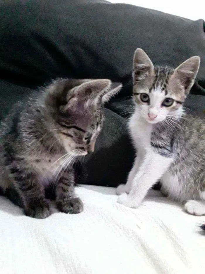 Gato ra a Raça não definida  idade  nome Filhotes