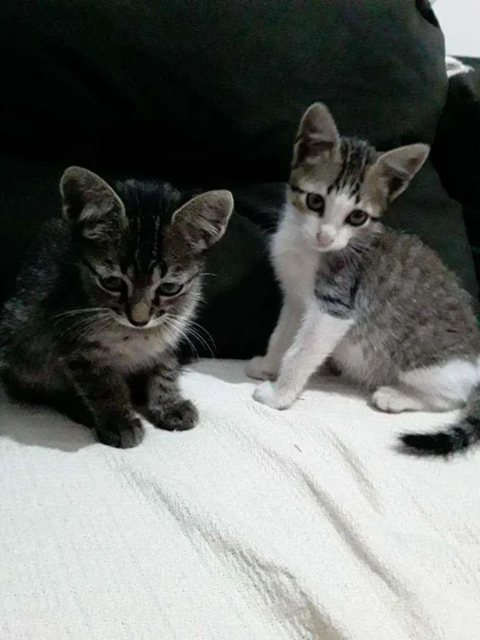 Gato ra a Raça não definida  idade  nome Filhotes