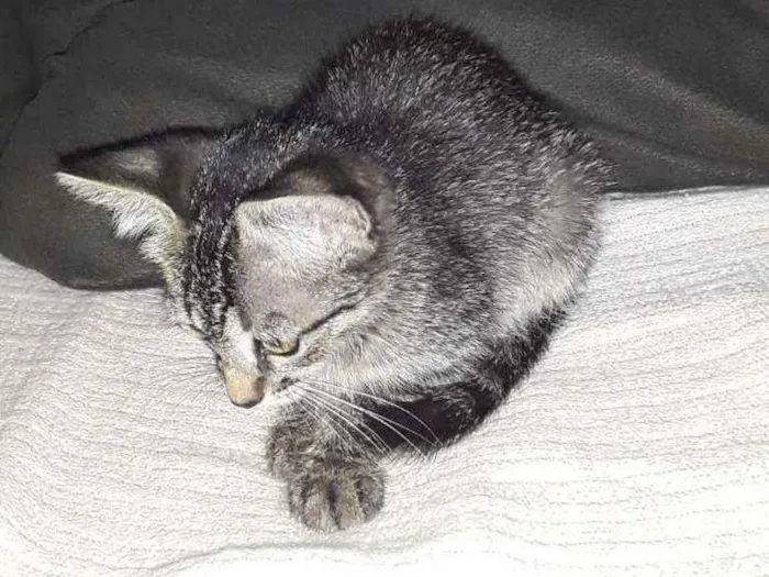Gato ra a Raça não definida  idade  nome Filhotes
