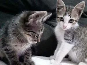 Gato raça Raça não definida  idade  nome Filhotes