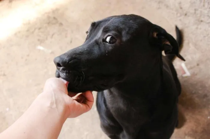 Cachorro ra a Labrador/Fila  idade 1 ano nome Sirius 