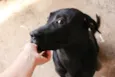 Sirius