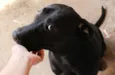 Sirius