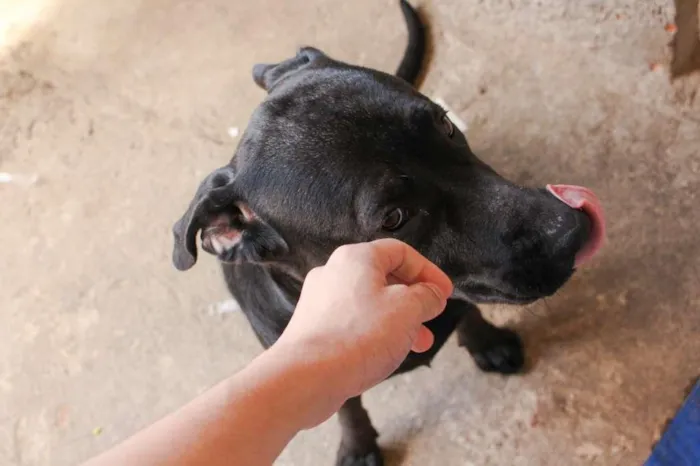 Cachorro ra a Labrador/Fila  idade 1 ano nome Sirius 