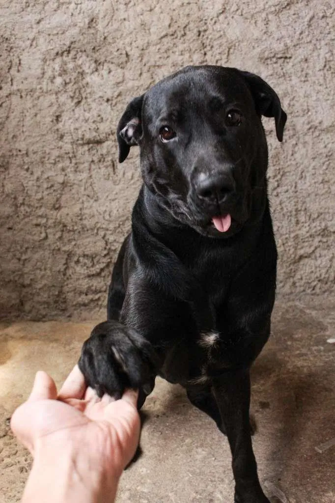 Cachorro ra a Labrador/Fila  idade 1 ano nome Sirius 