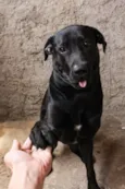 Sirius