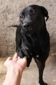 Sirius