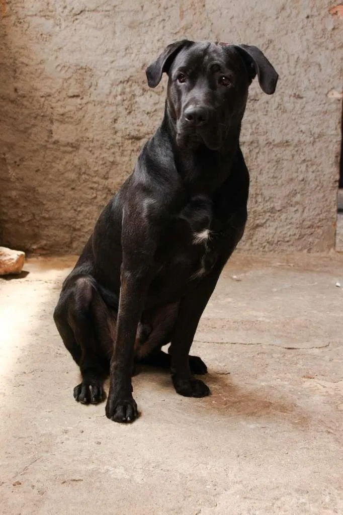 Cachorro ra a Labrador/Fila  idade 1 ano nome Sirius 