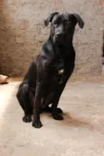 Sirius