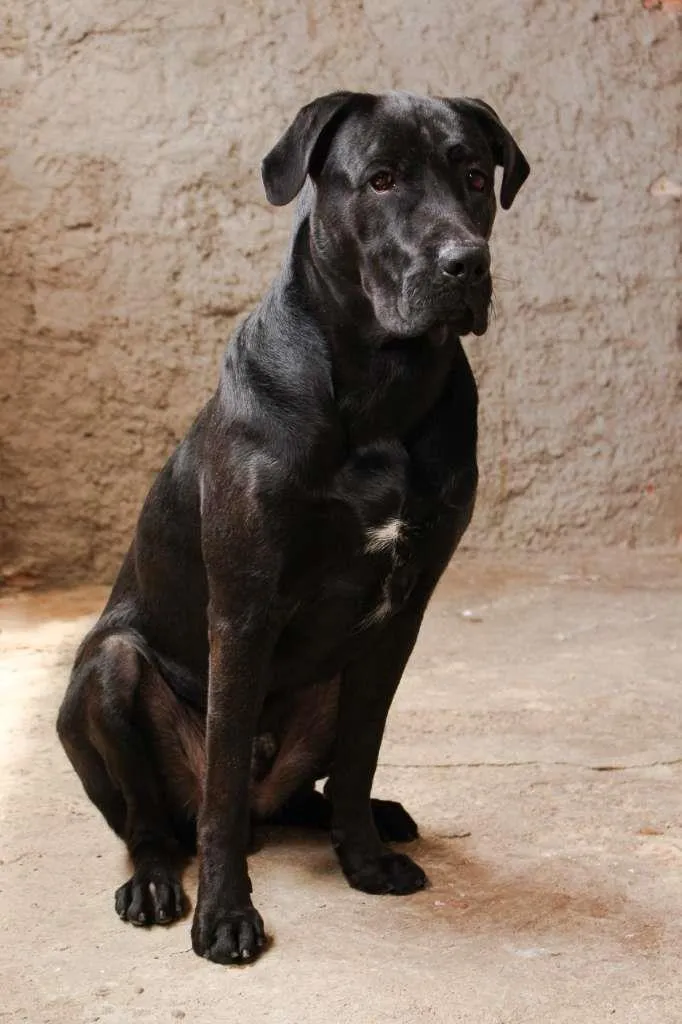 Cachorro ra a Labrador/Fila  idade 1 ano nome Sirius 