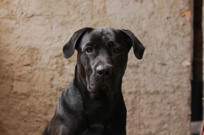 Cachorro ra a Labrador/Fila  idade 1 ano nome Sirius 