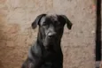 Sirius