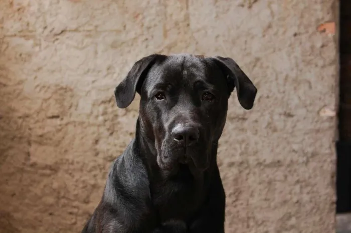 Cachorro ra a Labrador/Fila  idade 1 ano nome Sirius 