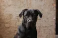 Sirius