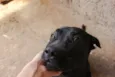 Sirius