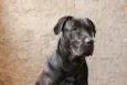 Sirius