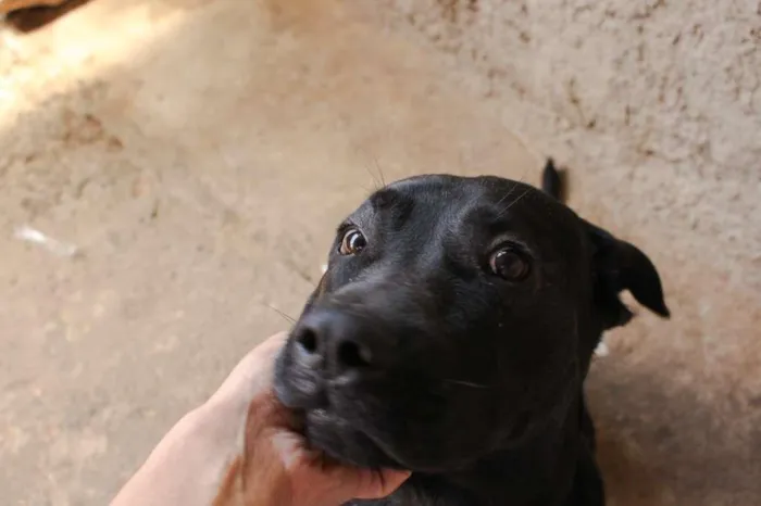 Cachorro ra a Labrador/Fila  idade 1 ano nome Sirius 