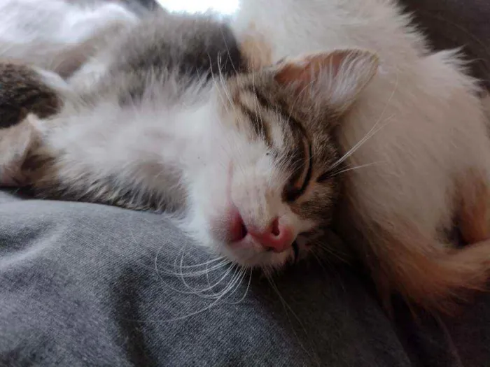 Gato ra a Indefinido idade 2 a 6 meses nome Frajola