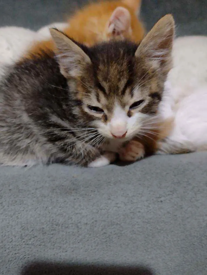 Gato ra a Indefinido idade 2 a 6 meses nome Frajola