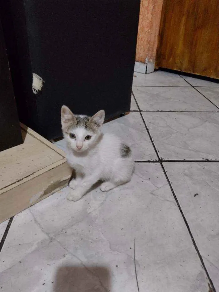 Gato ra a  idade 2 a 6 meses nome Pandinha